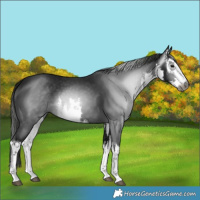 Horse Color:Gray White Spotted Black 