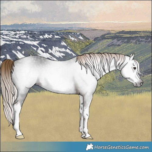 Horse Color:Gray White Spotted Liver Chestnut