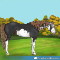 Horse Color:Gray White Spotted Liver Chestnut 