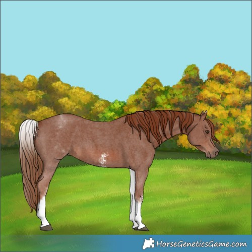 Horse Color:White Spotted Chestnut Sabino 