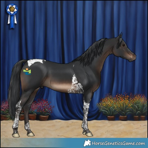 Horse Color:Brown Tobiano