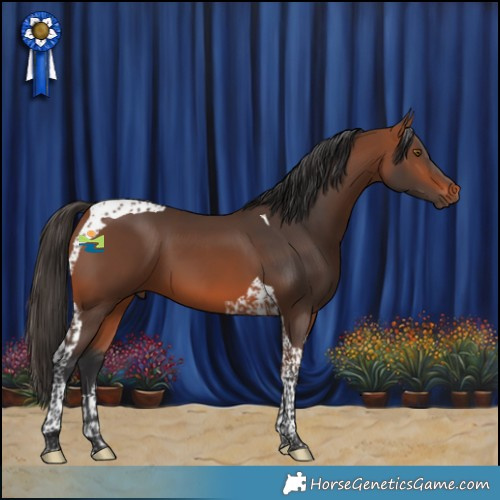 Horse Color:Bay Tobiano 