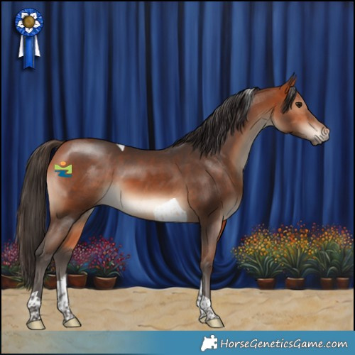 Horse Color:Bay Tobiano 