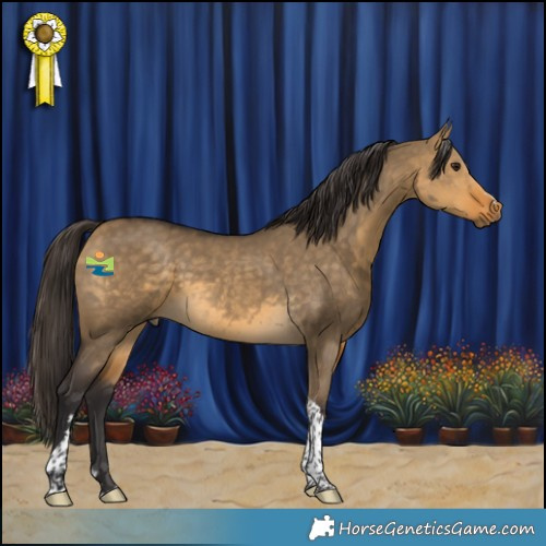 Horse Color:Buckskin Dun Tobiano 