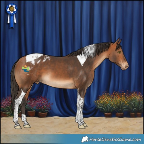 Horse Color:Bay Tobiano Appaloosa 