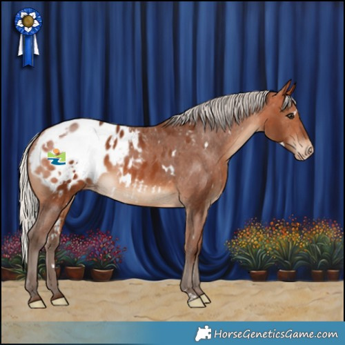 Horse Color:White Spotted Silver Bay Appaloosa 