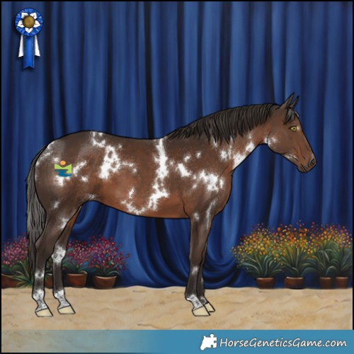 Horse Color:White Spotted Liver Chestnut 