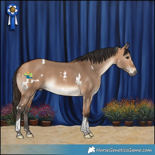 Horse Color:White Spotted Bay Dun Tobiano 