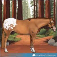 Horse Color:Gray Gold Champagne Snowcap 