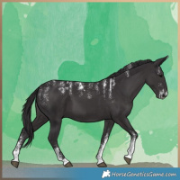 Horse Color:Powder White Smoky Black