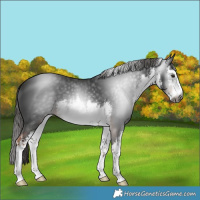 Horse Color:Gray White Spotted Liver Chestnut 