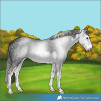 Horse Color:Gray White Spotted Liver Chestnut