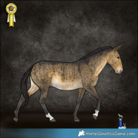 Horse Color:Buckskin Dun Brindle 