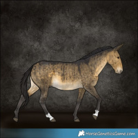 Horse Color:Buckskin Dun Brindle 