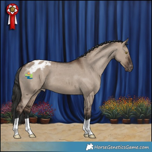 Horse Color:Liver Red Dun Appaloosa