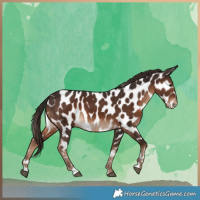 Horse Color:Liver Chestnut Appaloosa