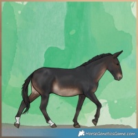 Horse Color:Brown 