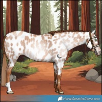 Horse Color:Gray Gold Champagne Roan Near Leopard 