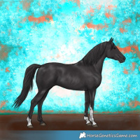 Horse Color:Smoky Black Tobiano