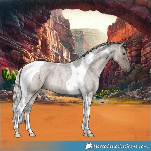 Horse Color:Silver Blue Ice Roan Tobiano 