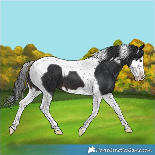 Horse Color:Brown Splash Tobiano