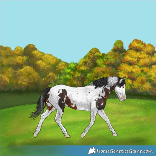 Horse Color:White Spotted Brown Splash Tobiano 
