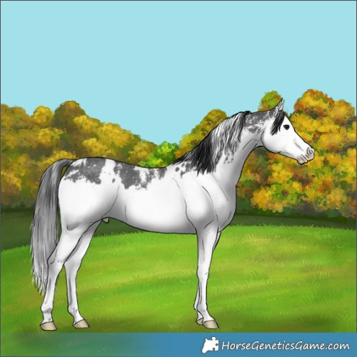 Horse Color:White Spotted Brown Sabino Splash 