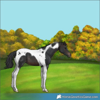 Horse Color:Brown Tobiano 