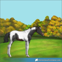 Horse Color:Brown Tobiano