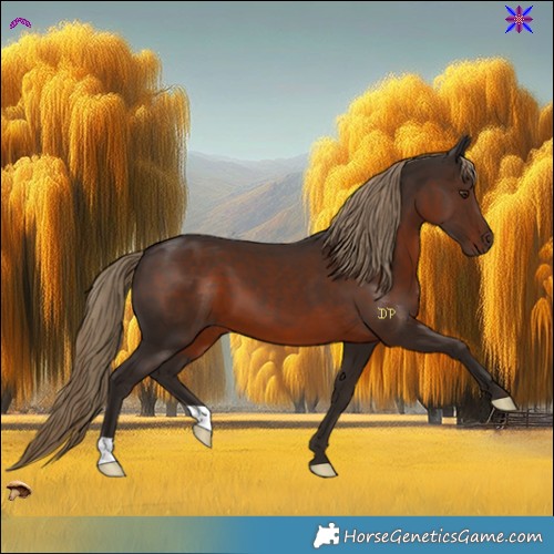 Horse Color:Liver Chestnut 