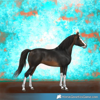 Horse Color:Gray Buckskin Splash