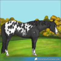 Horse Color:Black Blanket 