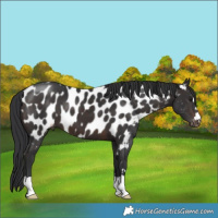 Horse Color:Brown Near Leopard