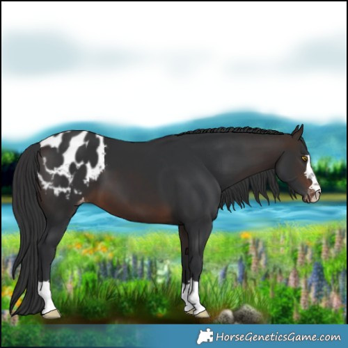 Horse Color:Bay Blanket 