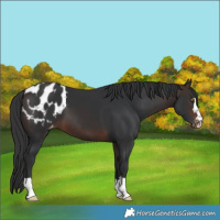 Horse Color:Bay Blanket 