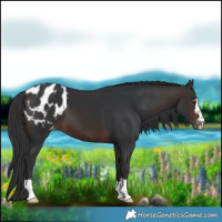 Horse Color:Bay Blanket 