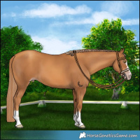 Horse Color:Gray Gold Champagne 
