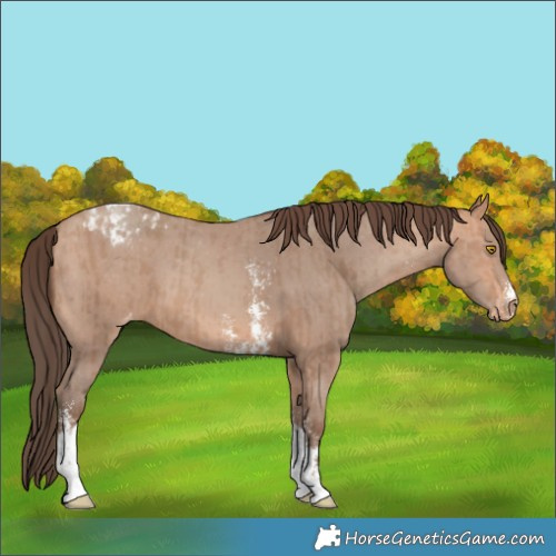 Horse Color:Amber Champagne Sabino Tobiano Appaloosa  and Amber Champagne Sabino Tobiano Appaloosa 