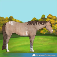 Horse Color:Amber Champagne Sabino Tobiano Varnish and Amber Champagne Sabino Tobiano Varnish