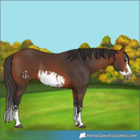 Horse Color:Bay Splash Frame  and Bay Splash Frame Rabicano 