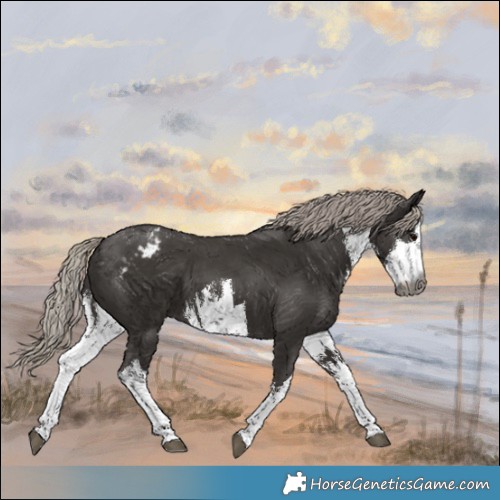 Horse Color:Gray White Spotted Silver Black Appaloosa 