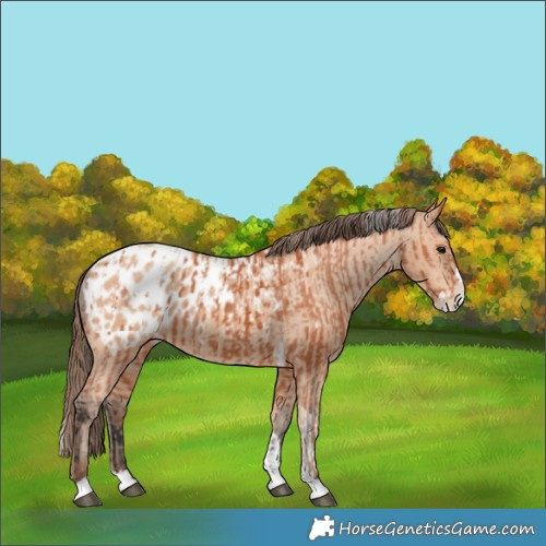 Horse Color:Bay Splash Tobiano Blanket  and Amber Champagne Splash Tobiano Blanket 