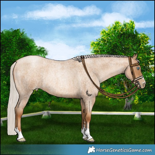 Horse Color:Gray Silver Amber Champagne Roan Pearl Rabicano 
