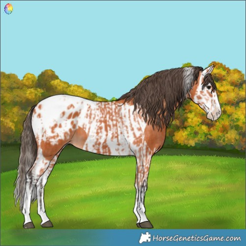 Horse Color:Bay Splash Tobiano Appaloosa  and Bay Splash Tobiano Appaloosa 