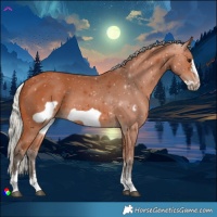 Horse Color:Silver Bay Sabino Frame 