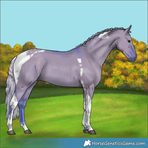 Horse Color:Watercolor Silver Grullo Tobiano