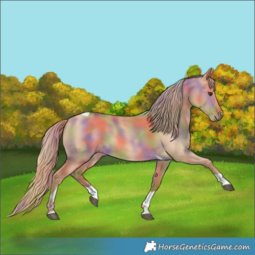 Horse Color:Nacre Red Dun Tobiano