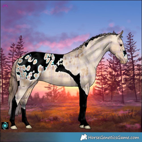Horse Color:Plaid  Bay Dun Tobiano Blanket 