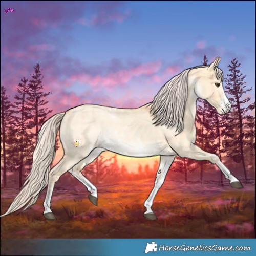 Horse Color:Plaid  White Spotted Palomino Dun 