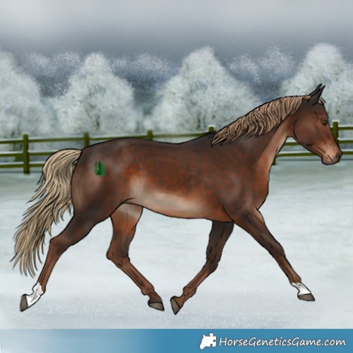 Horse Color:Liver Chestnut 